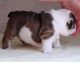 English Bulldog Puppies for sale in Clearwater, FL, USA. price: $500
