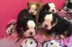 English Bulldog Puppies for sale in Costa Mesa, CA, USA. price: NA