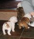 English Bulldog Puppies for sale in Beaumont, TX, USA. price: $300
