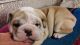 English Bulldog Puppies for sale in Cape Coral, FL, USA. price: NA