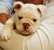 English Bulldog Puppies for sale in Dover, PA 17315, USA. price: NA