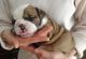 English Bulldog Puppies for sale in Little Rock, AR, USA. price: NA