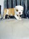 English Bulldog Puppies for sale in Morristown, NJ 07960, USA. price: NA