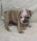 English Bulldog Puppies for sale in Yaounde, Cameroon. price: 250 XAF