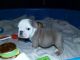 English Bulldog Puppies for sale in Frederick, MD, USA. price: NA