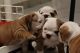 English Bulldog Puppies for sale in Kent, WA, USA. price: NA