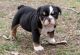 English Bulldog Puppies for sale in Cary, NC, USA. price: NA