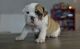 English Bulldog Puppies for sale in Arlington, TX, USA. price: NA