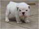 English Bulldog Puppies for sale in L'Ancienne-Lorette, QC, Canada. price: NA