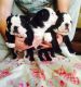 English Bulldog Puppies for sale in Belle Vernon, PA 15012, USA. price: NA