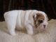 English Bulldog Puppies for sale in Burbank, CA, USA. price: NA