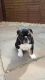 English Bulldog Puppies for sale in Doddridge, Sulphur Township, AR 71826, USA. price: NA