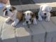 English Bulldog Puppies for sale in Kansas City, KS, USA. price: NA