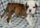 English Bulldog Puppies for sale in Washington, DC, USA. price: NA