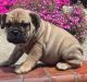 English Bulldog Puppies for sale in Ballouville, Killingly, CT 06241, USA. price: NA