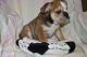 English Bulldog Puppies for sale in Honolulu, HI, USA. price: $450