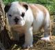 English Bulldog Puppies for sale in Kansas City, KS, USA. price: NA