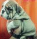 English Bulldog Puppies for sale in Manchester, NH, USA. price: $450