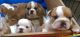 English Bulldog Puppies for sale in Evansville, WY, USA. price: NA
