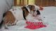 English Bulldog Puppies for sale in Maryville, TN, USA. price: $1,000