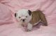 English Bulldog Puppies for sale in Edgerton, WI 53534, USA. price: $600