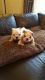 English Bulldog Puppies for sale in Columbia Falls, MT 59912, USA. price: NA