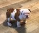 English Bulldog Puppies for sale in Attalla, AL, USA. price: NA