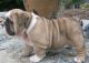 English Bulldog Puppies for sale in Anguilla, MS 38721, USA. price: NA