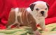 English Bulldog Puppies for sale in Hanford, CA 93230, USA. price: NA
