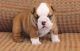 English Bulldog Puppies for sale in Waco, TX, USA. price: NA