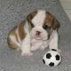 English Bulldog Puppies for sale in Daly City, CA, USA. price: NA