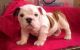English Bulldog Puppies for sale in Victoria, TX, USA. price: NA
