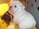 English Bulldog Puppies for sale in San Diego Country Estates, Ramona, CA 92065, USA. price: NA