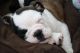 English Bulldog Puppies for sale in San Diego Country Estates, Ramona, CA 92065, USA. price: NA