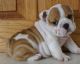 English Bulldog Puppies for sale in New Haven, CT, USA. price: NA