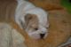 English Bulldog Puppies for sale in Central Square, NY 13036, USA. price: NA