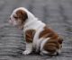 English Bulldog Puppies for sale in Carlsbad, CA, USA. price: NA
