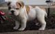 English Bulldog Puppies for sale in Grand Prairie, TX, USA. price: NA
