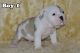 English Bulldog Puppies for sale in London, UK. price: 250 GBP