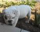English Bulldog Puppies for sale in East Los Angeles, CA, USA. price: NA