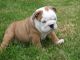 English Bulldog Puppies for sale in Greater London, UK. price: 200 GBP