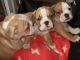 English Bulldog Puppies for sale in Little Rock, AR, USA. price: NA