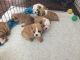 English Bulldog Puppies for sale in Lynn, MA, USA. price: NA