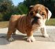 English Bulldog Puppies for sale in Mt Victory, KY 42501, USA. price: NA