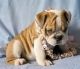 English Bulldog Puppies for sale in Alexander, ME 04694, USA. price: NA