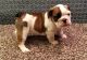 English Bulldog Puppies for sale in Florence, SC, USA. price: $300