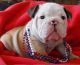 English Bulldog Puppies for sale in Augusta, GA, USA. price: NA