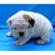 English Bulldog Puppies for sale in Boise, ID, USA. price: NA