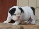 English Bulldog Puppies for sale in Honolulu, HI, USA. price: NA
