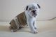 English Bulldog Puppies for sale in Blue Mountain, Anniston, AL 36201, USA. price: NA